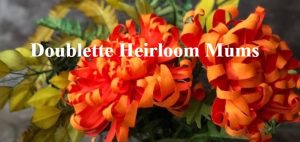 Amity Katharine Libby – Doublette Heirloom Mums