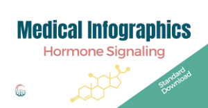 Dr. Lara Salyer – Hormone Signaling Medical Infographics – Premium